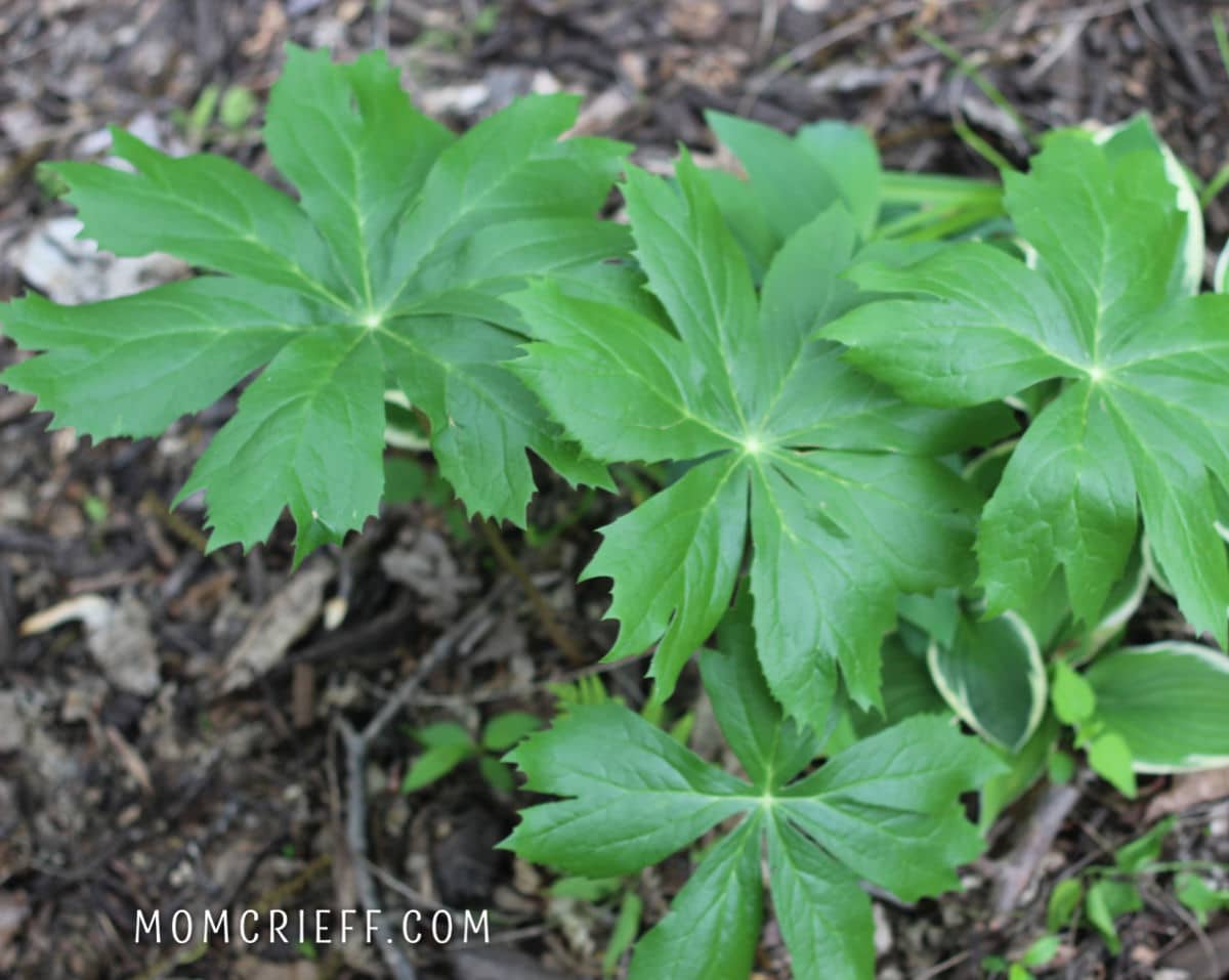 may apple plant