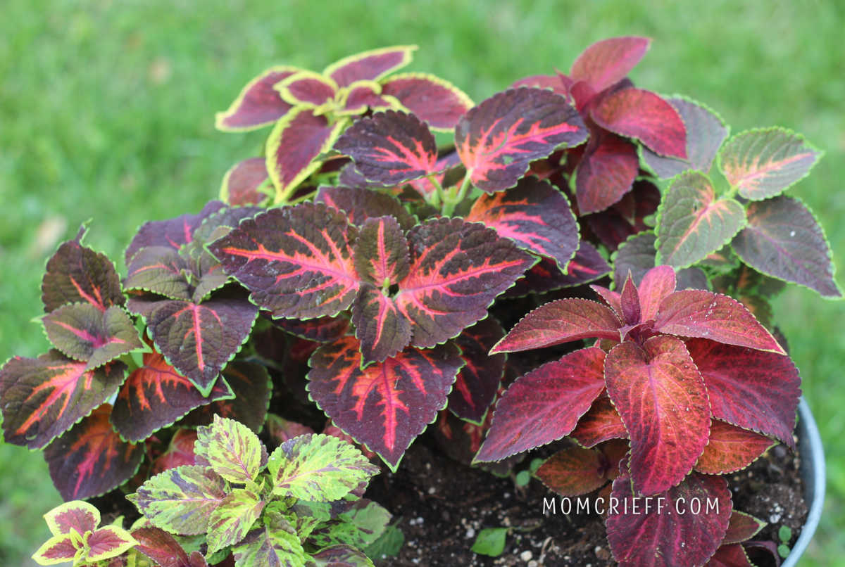 mixed coleus in a planter