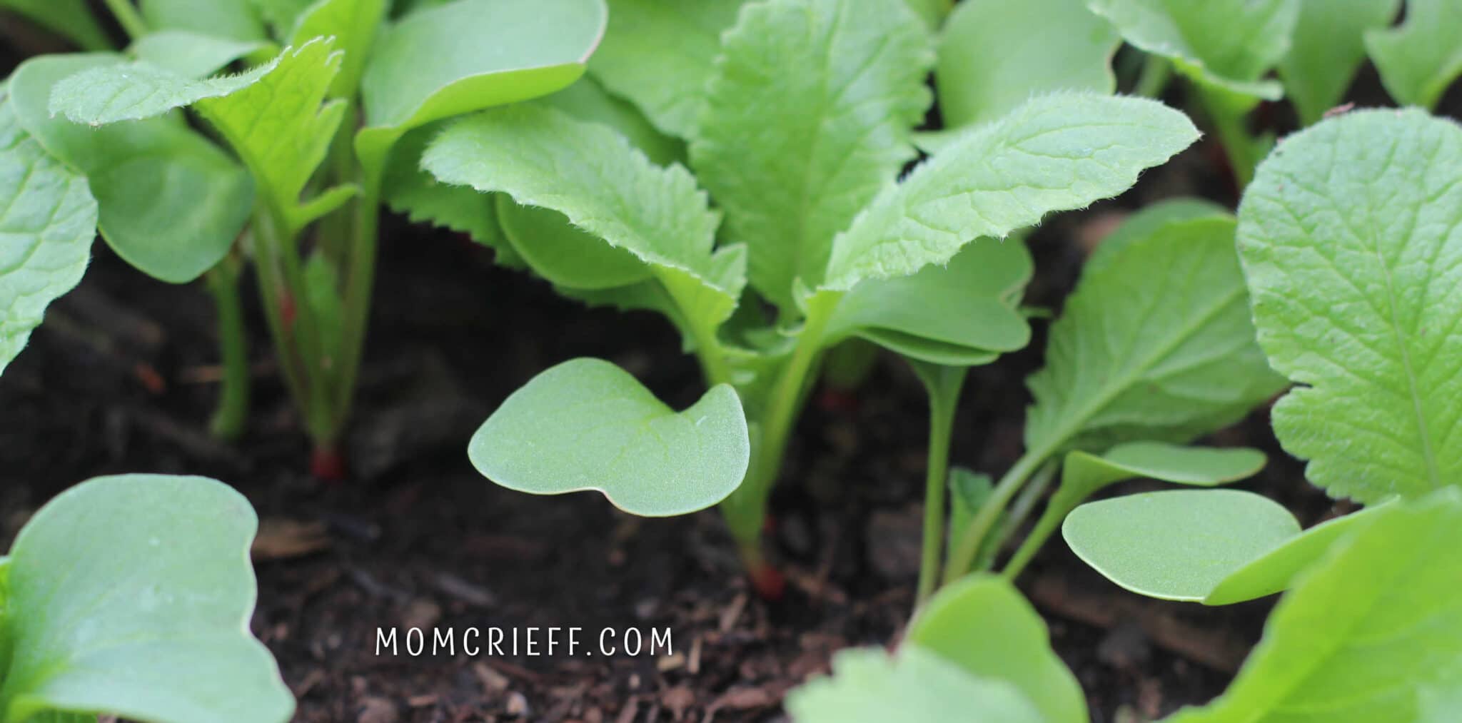 radishes growing in the garden