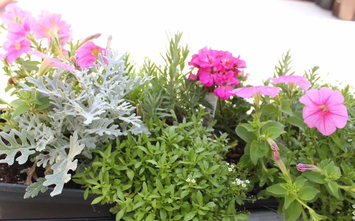 planter box with summer geraniums