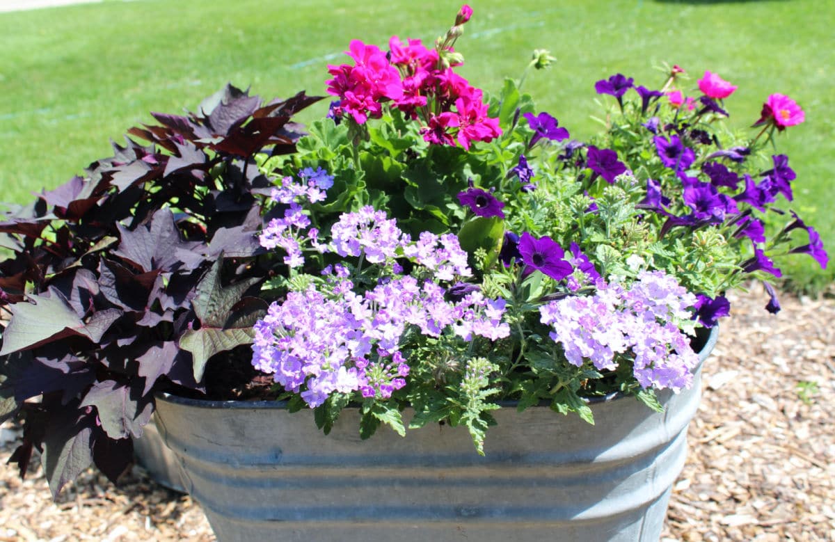 How to plant flower pots - Momcrieff