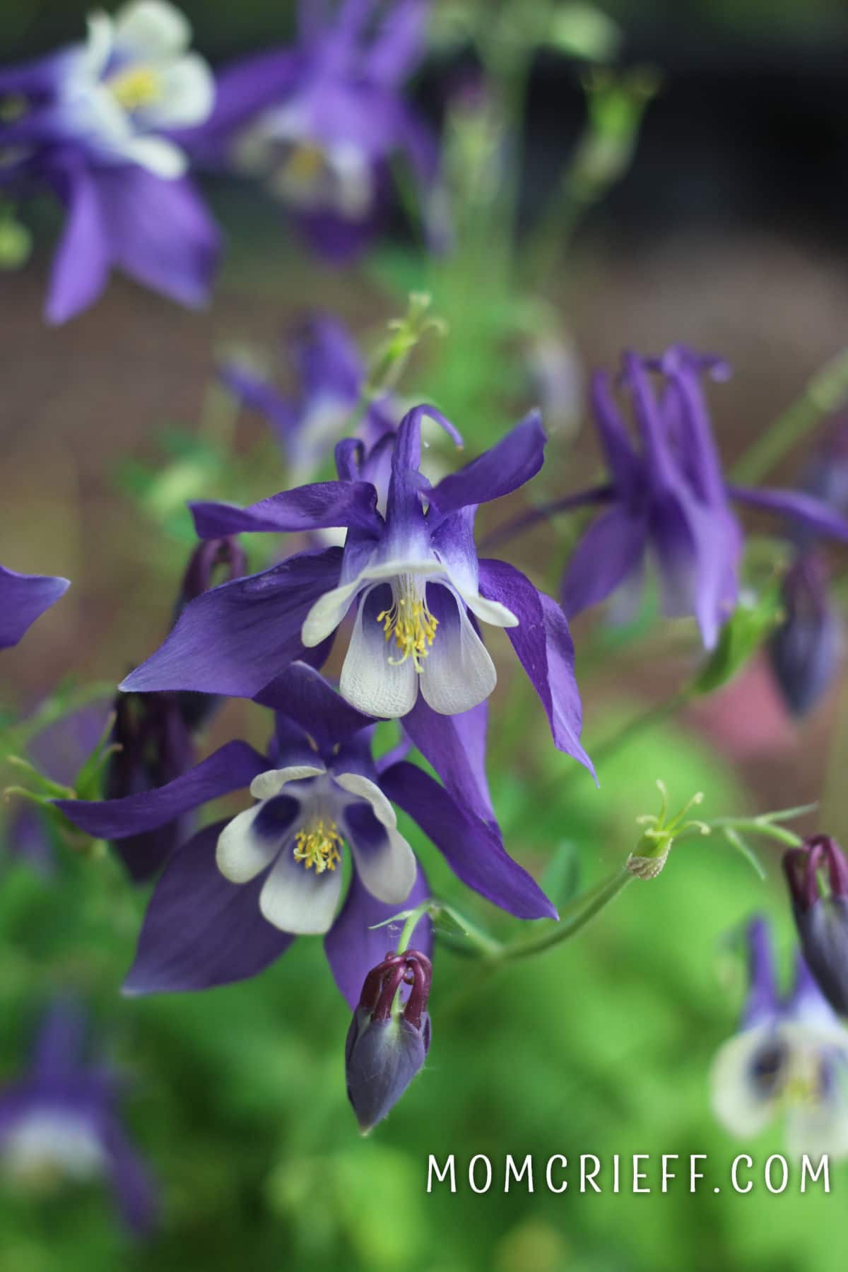 close up of a purple columbine flower