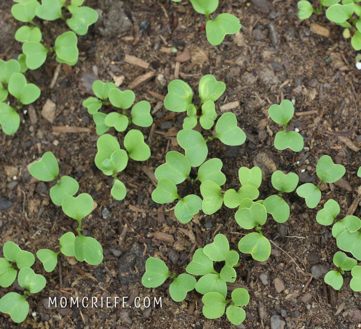 very young radish plants