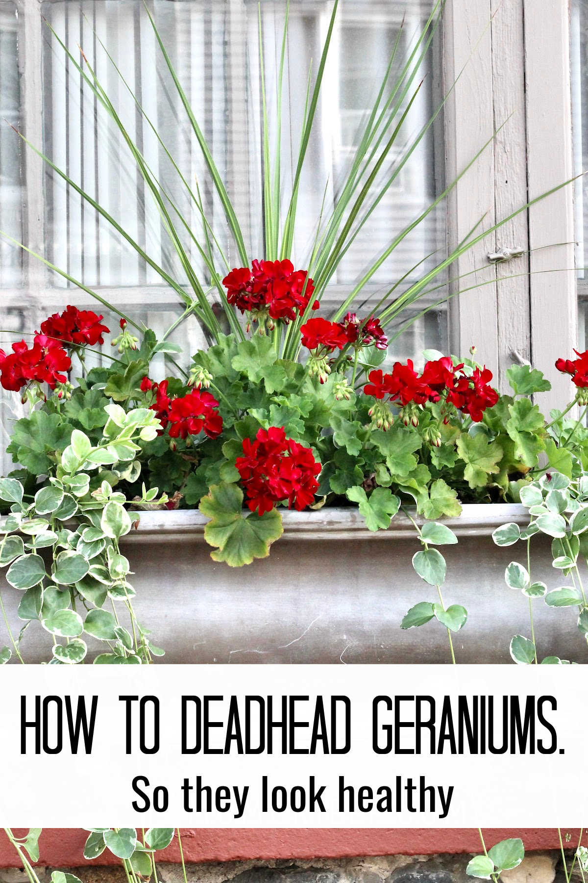 red geraniums in window box with text overlay stating how to deadhead geraniums.