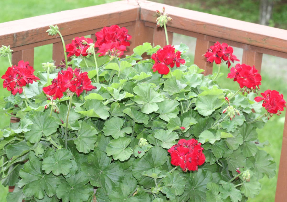 blooming red geranium