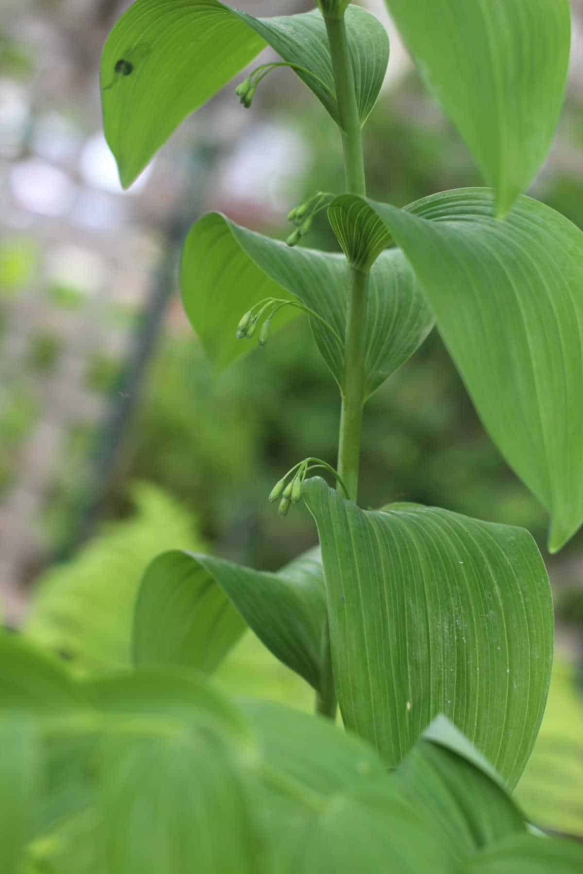 solomon's seal