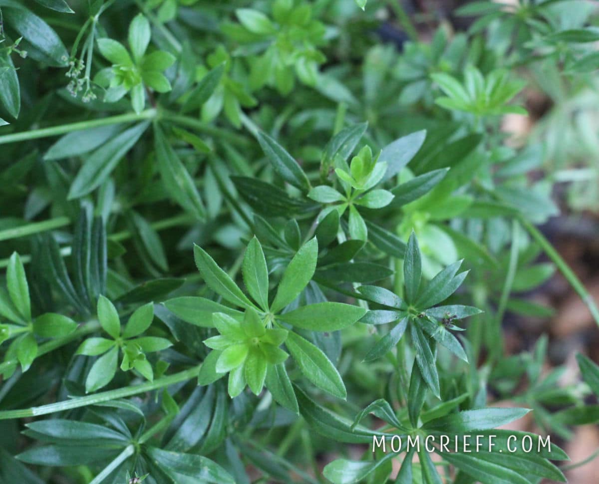 sweet woodruff plant