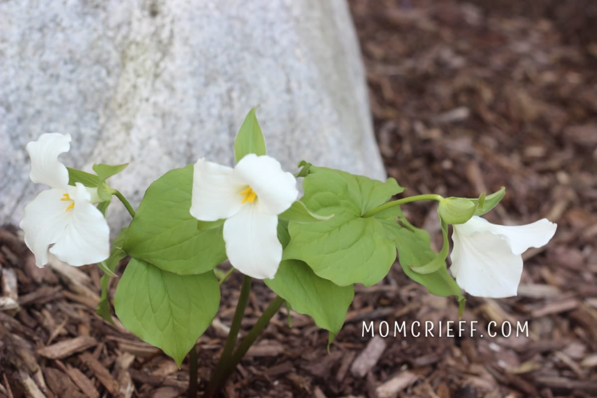 white trillium