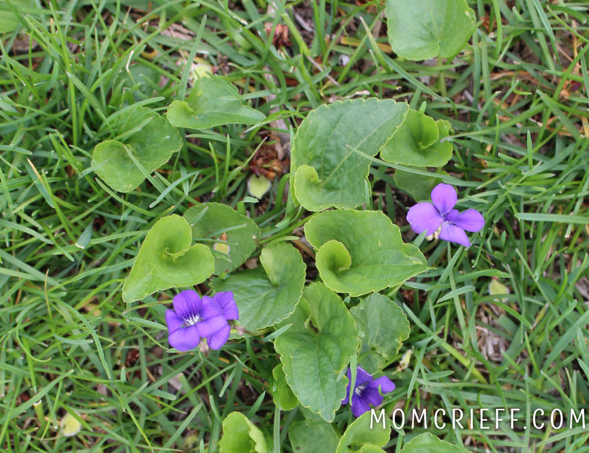 wild purple violets