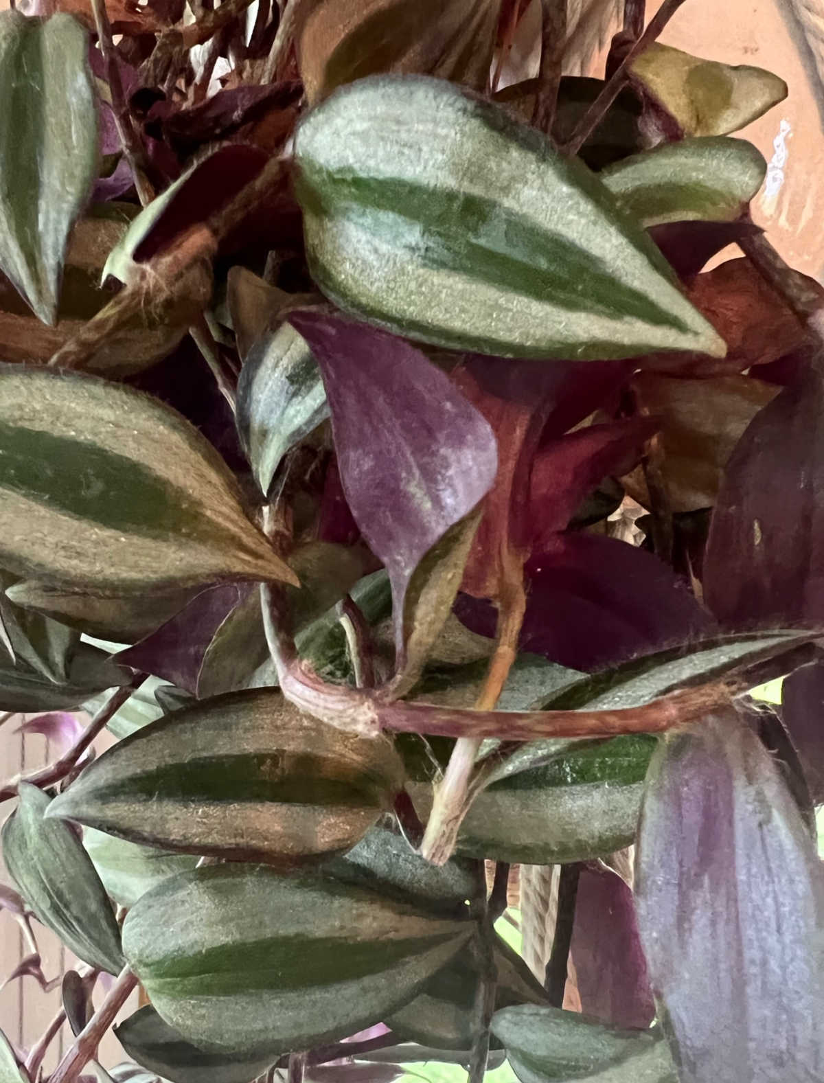 wandering dude plant aka wandering dude with purple leaves and silvery stripes on the foliage