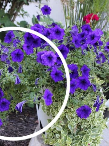 petunias sticking out the side of the planter