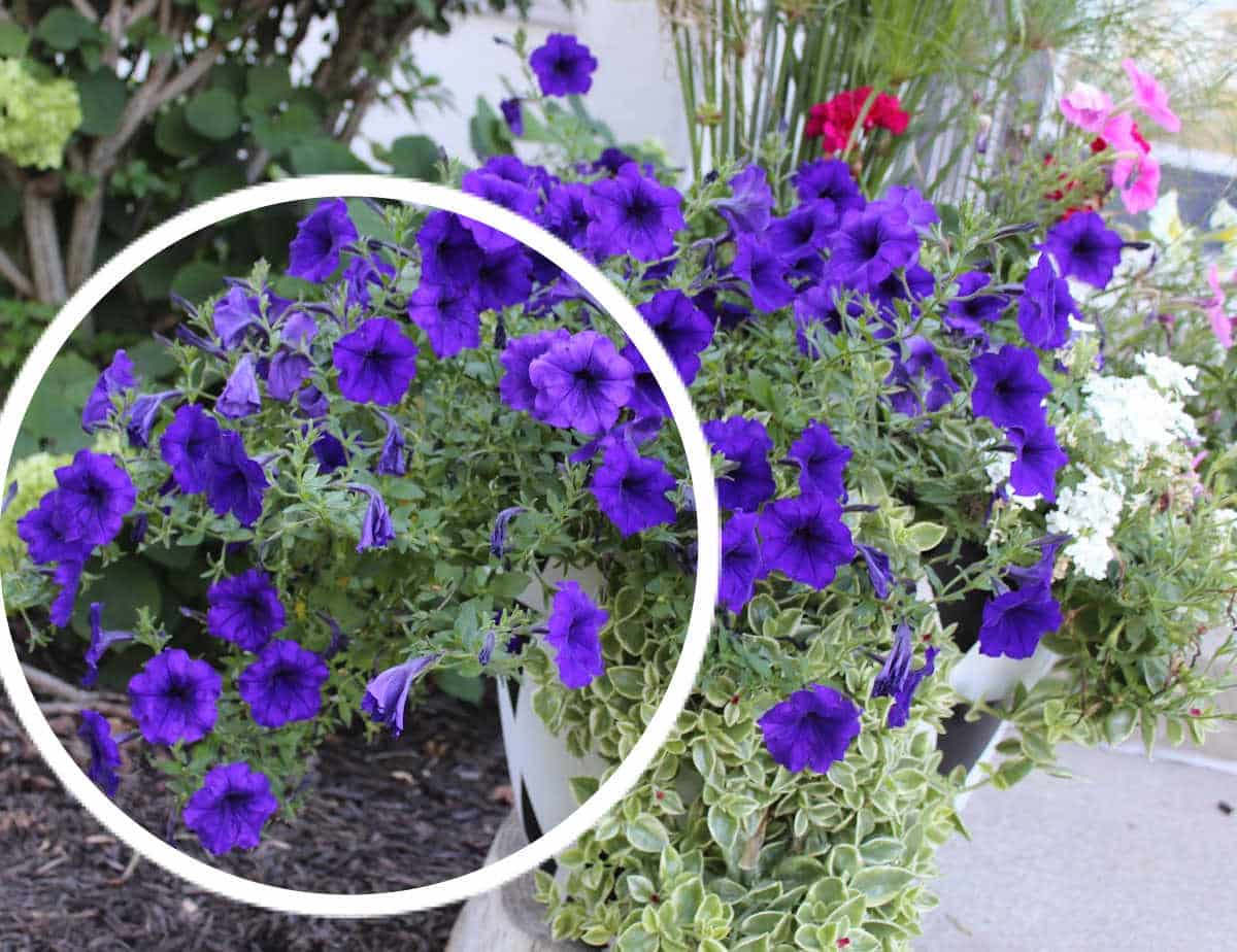 petunias sticking out the side of the planter