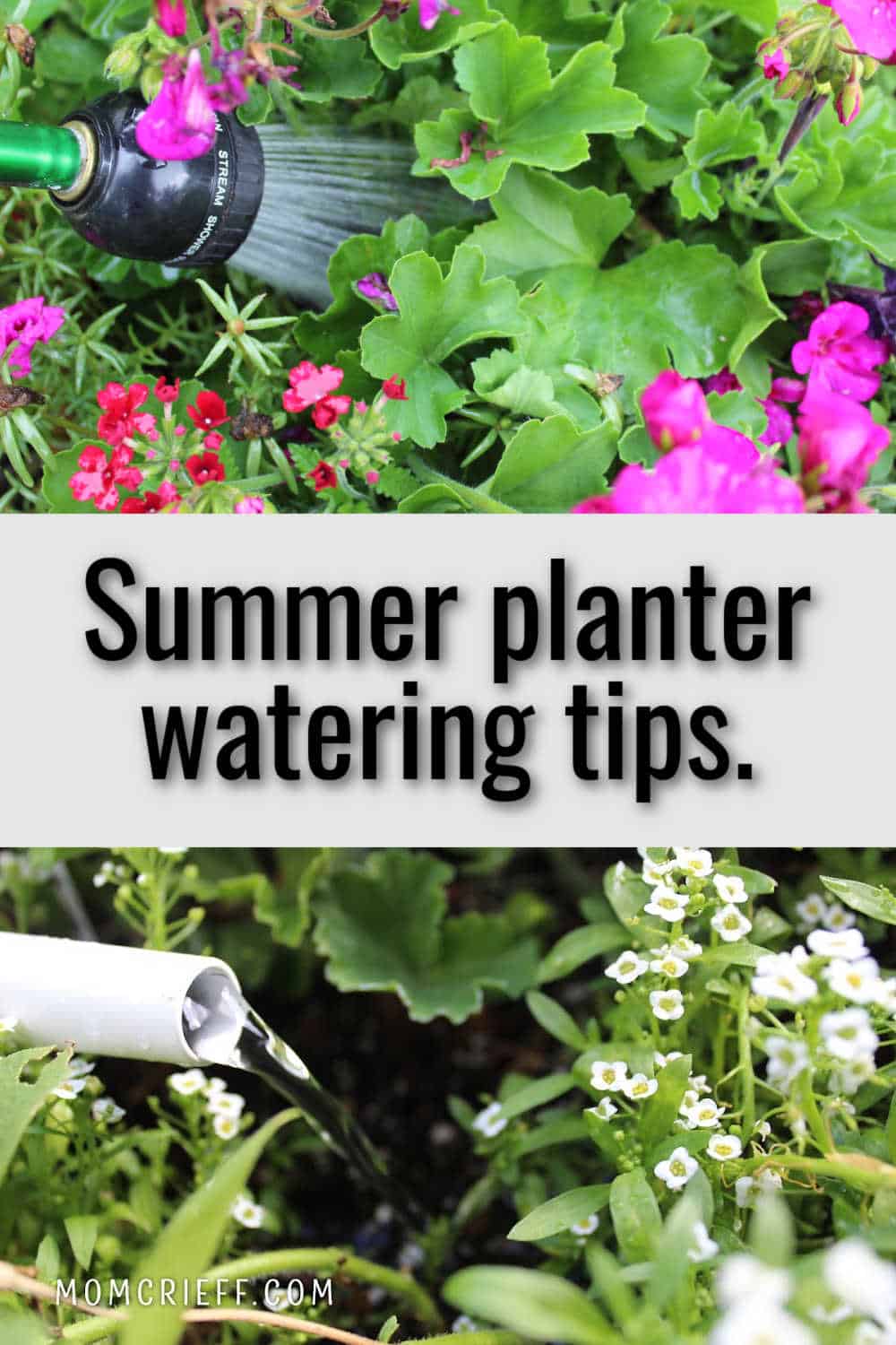 watering planters with a text overlay saying summer planter watering tips