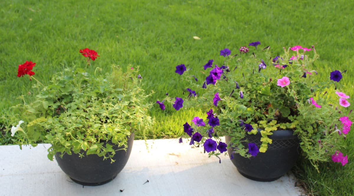 planter on the left is neatly trimmed vs. planter on the right. 