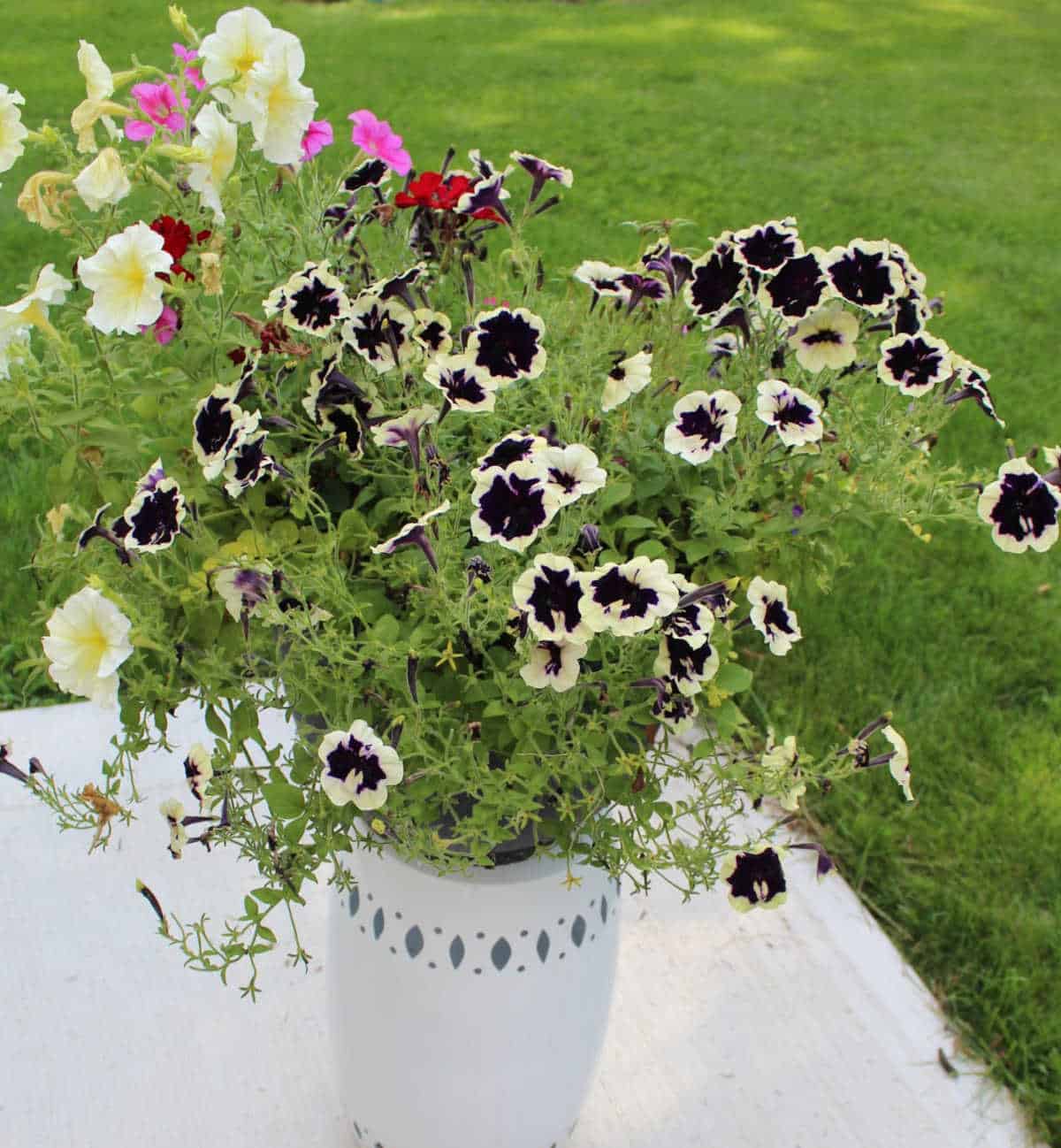 overgrown petunia planter