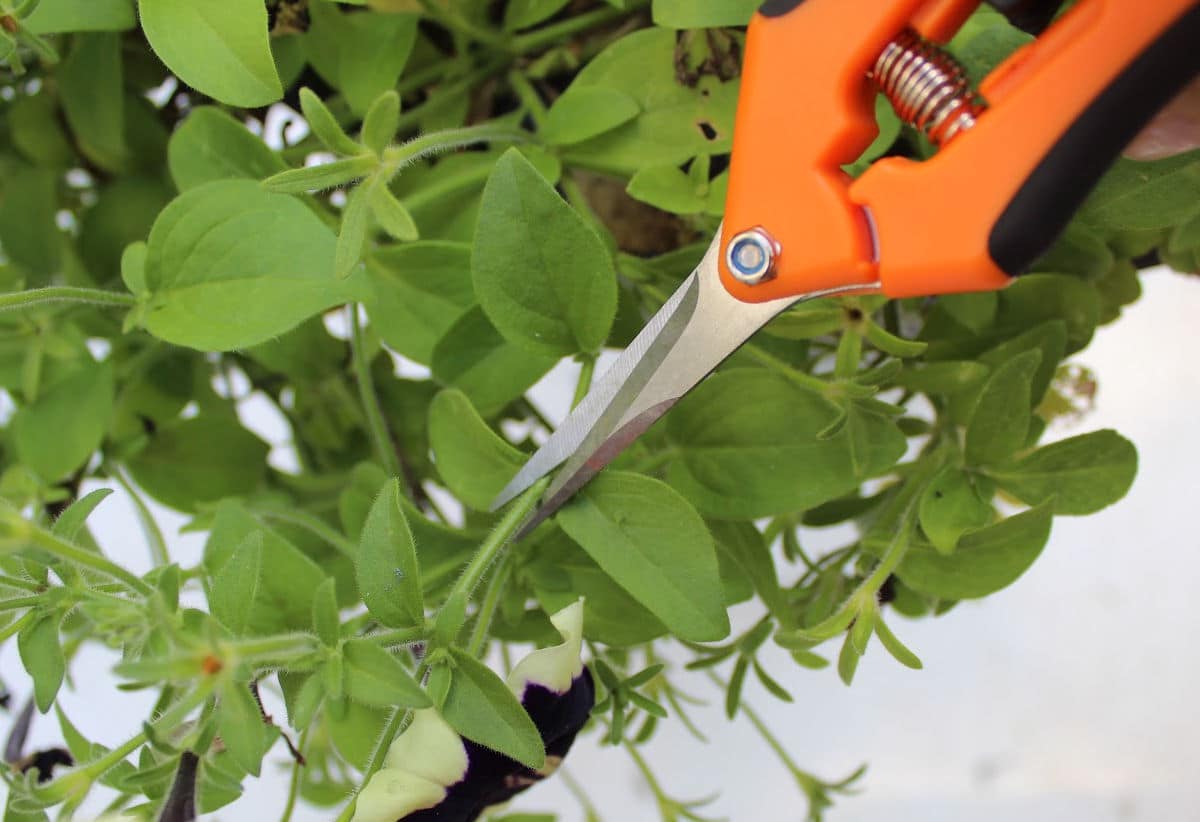 clipping a petunia stem above a set of leaves