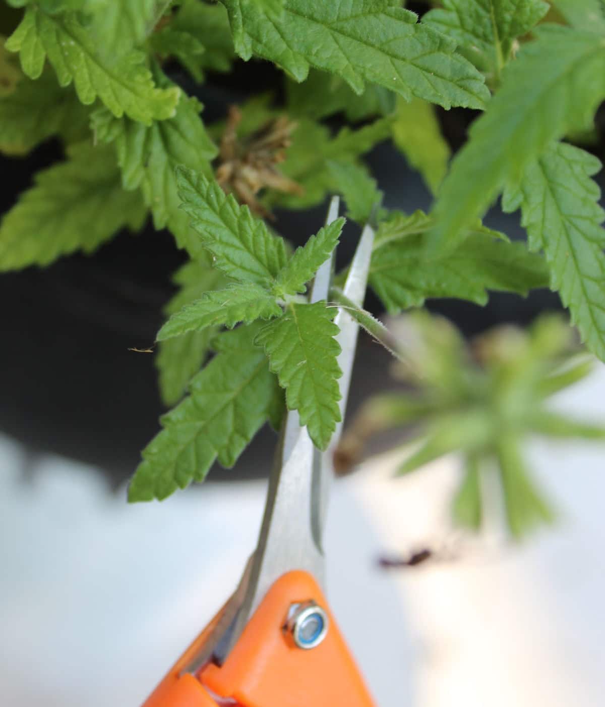 deadhead a verbena by cutting the flower stem off at the first set of healthy leaves