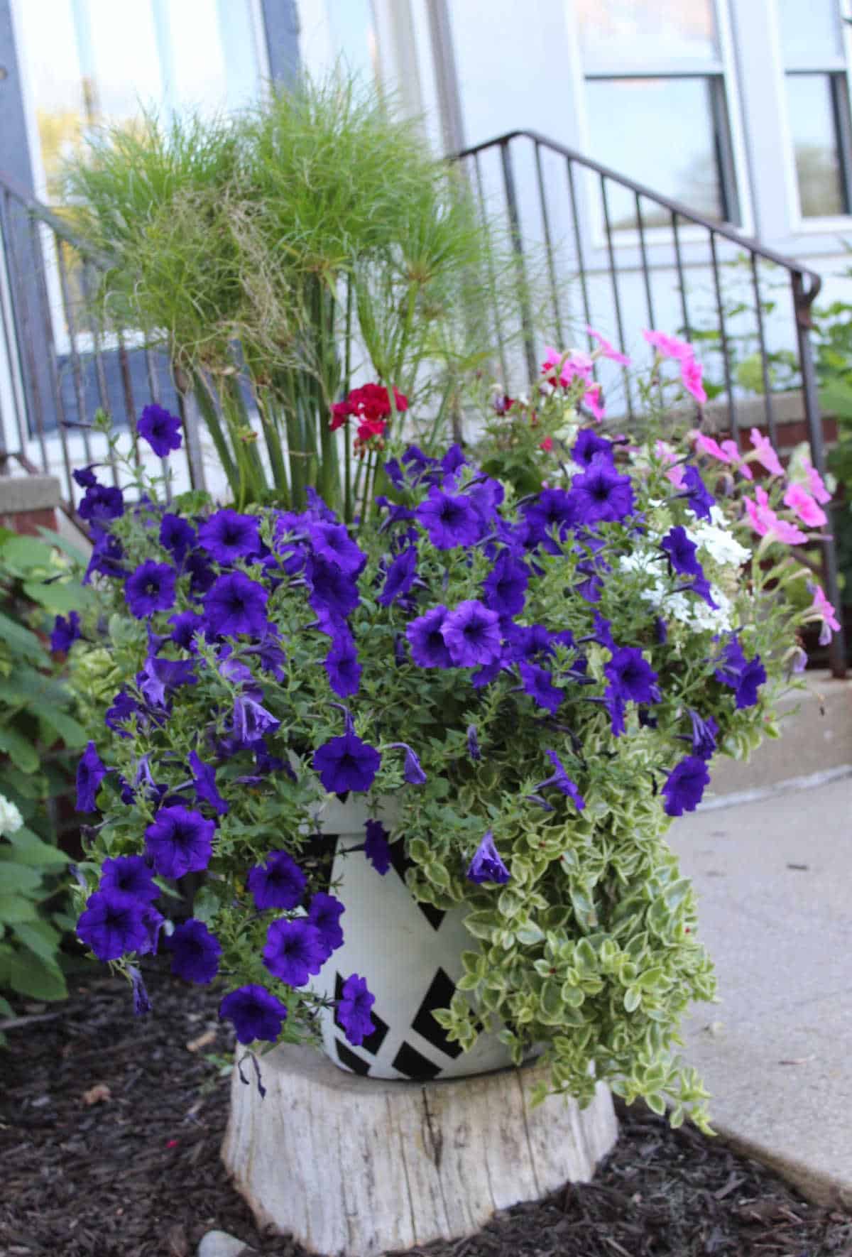 planter with overgrown purple petunias
