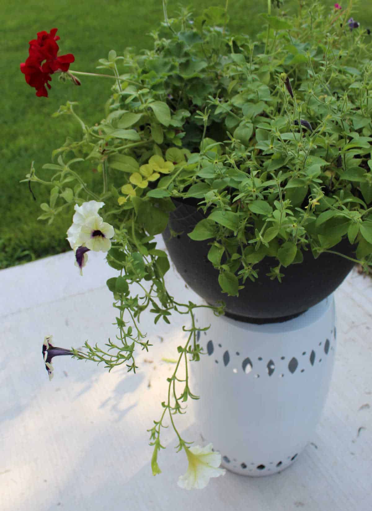 example of one last leggy petunia on planter
