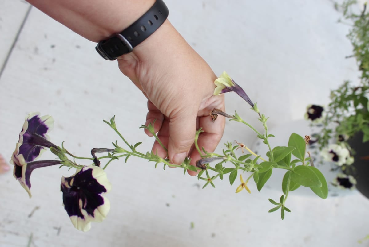 a leggy petunia stem