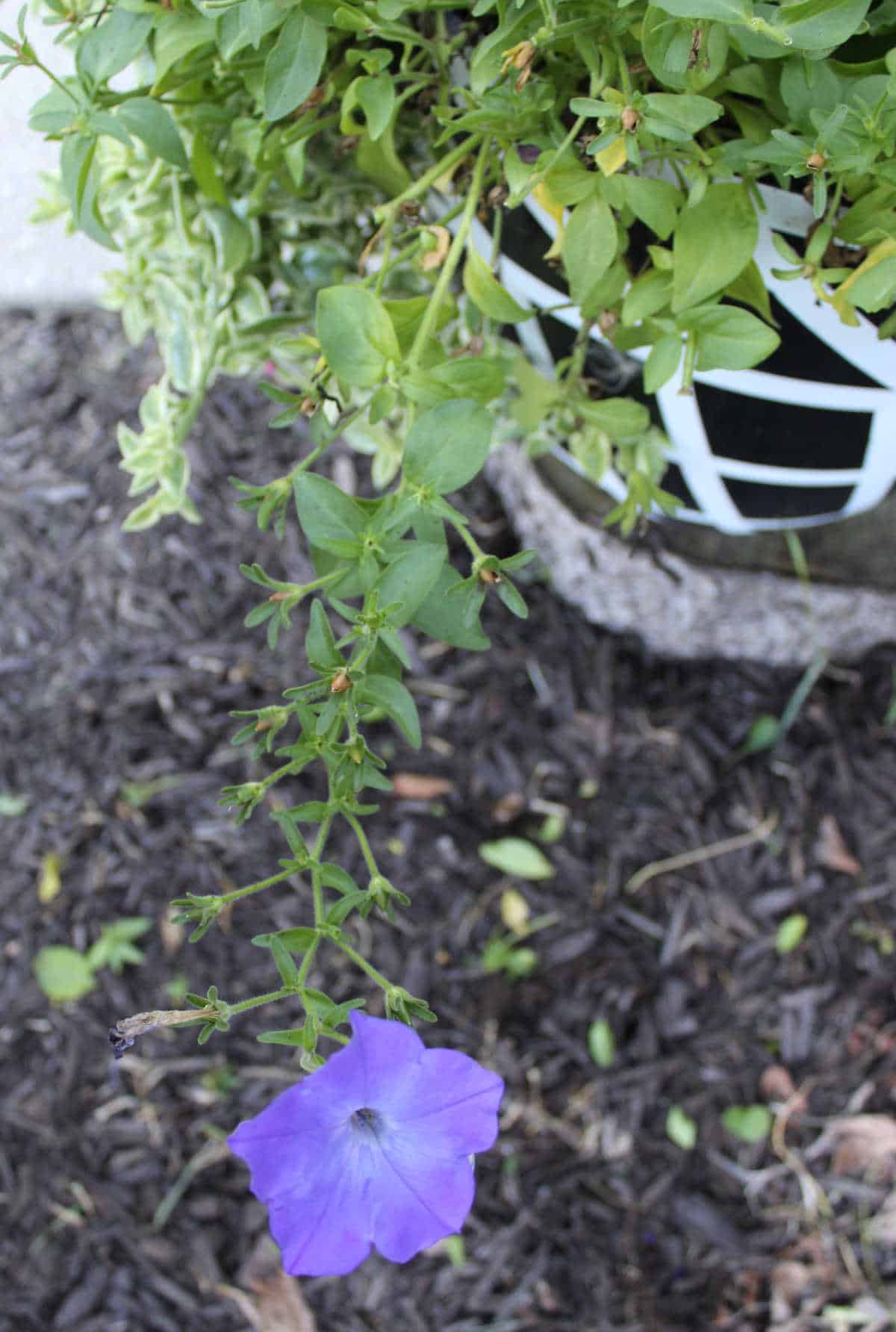 a leggy petunia stem