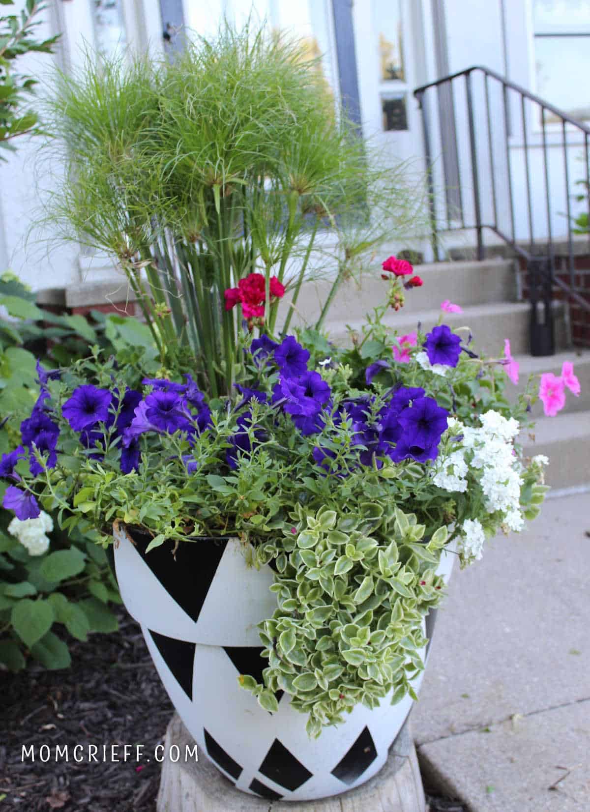 summer black and white planter with red geraniums, purple petunias and king tut grass