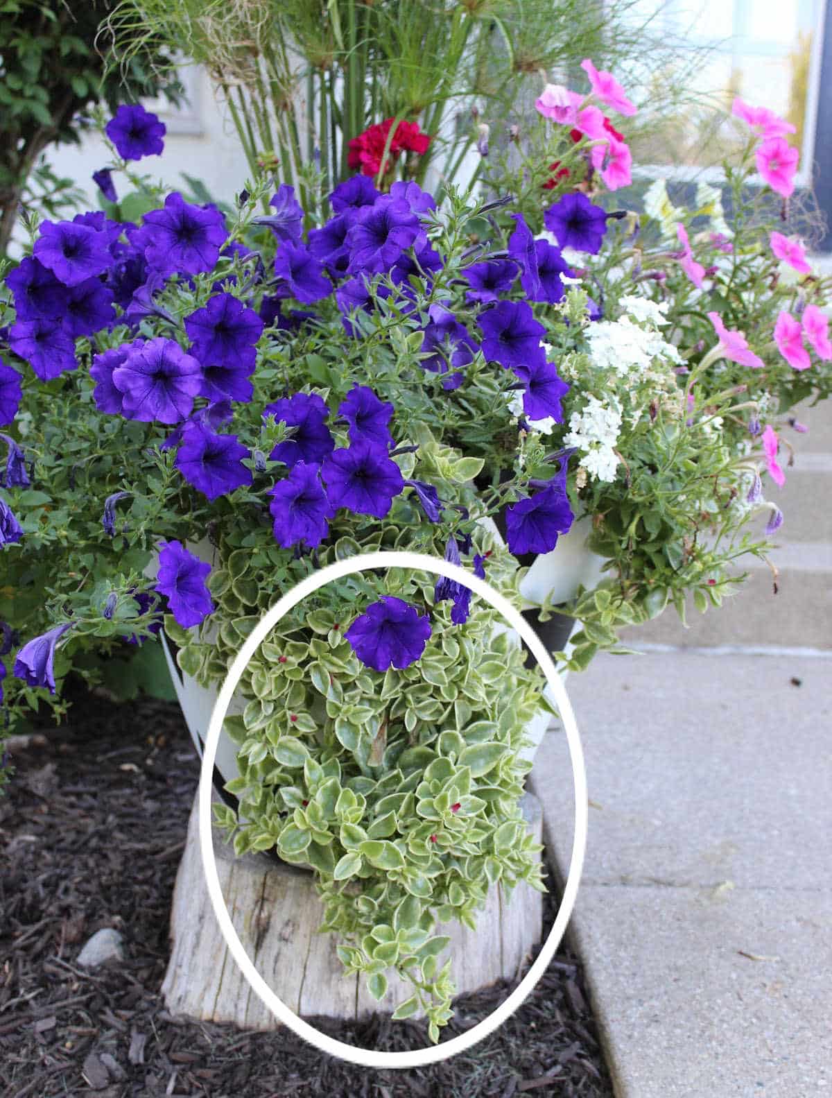 one long plant hanging over planter