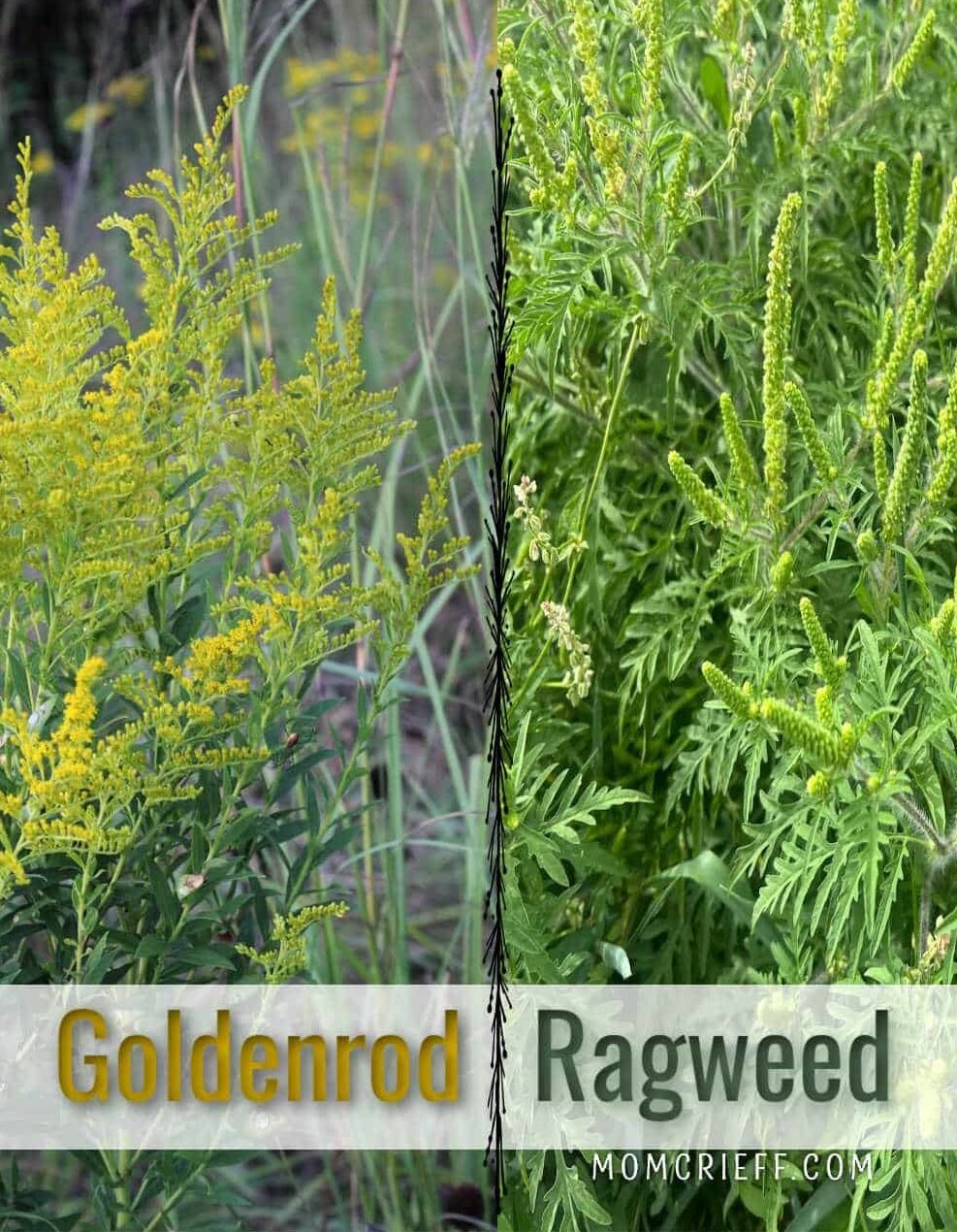 goldenrod picture on the left ragweed picture on the right