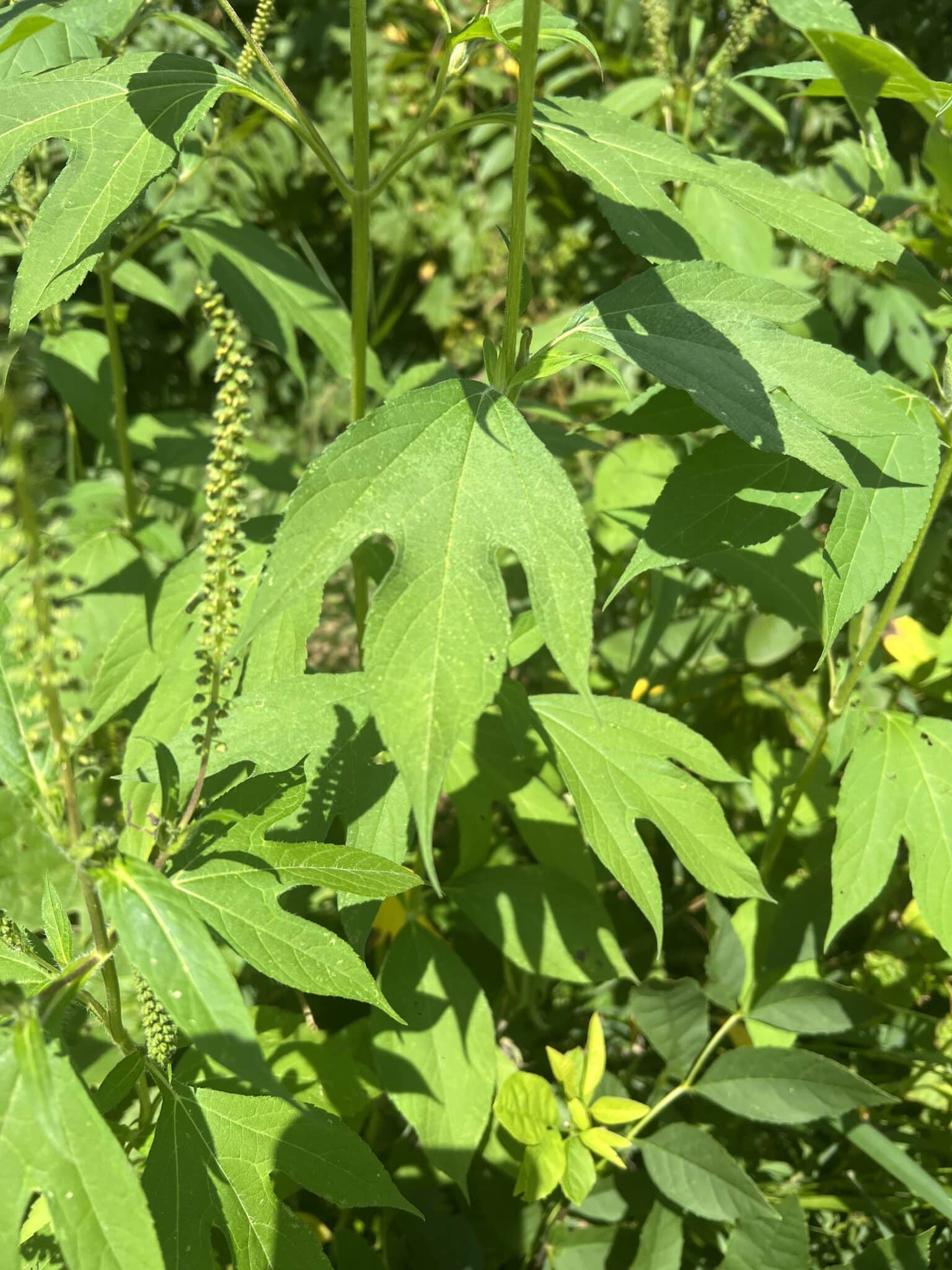 giant ragweed leaf.