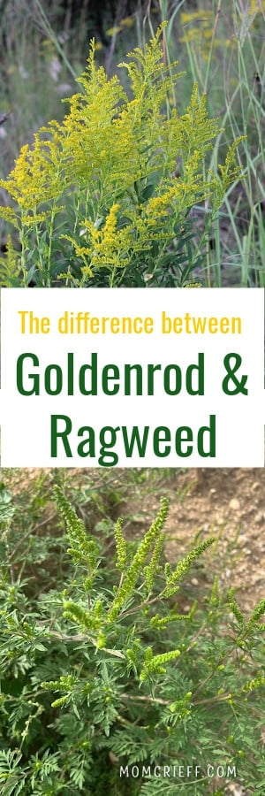 ragweed vs goldenrod pictures