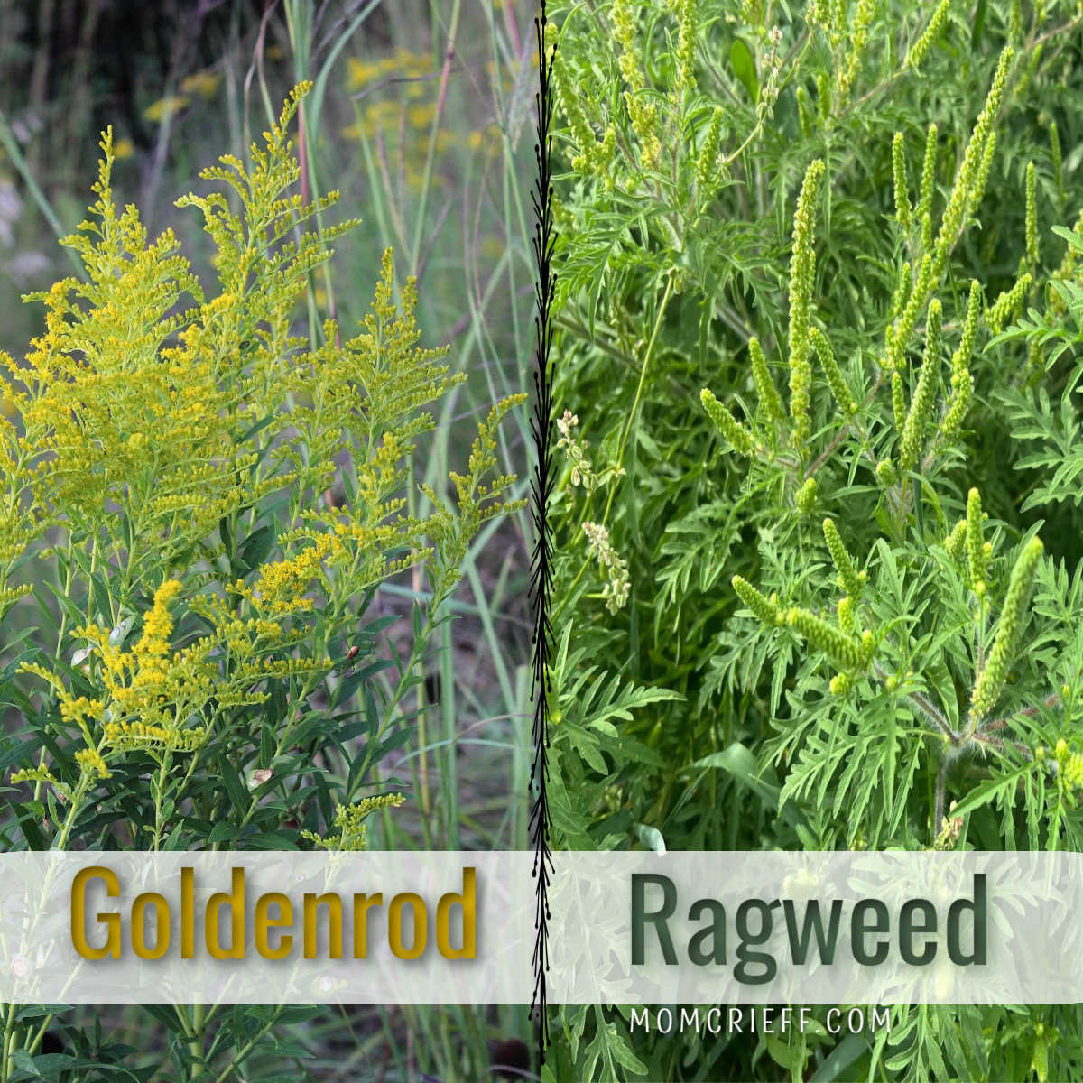 goldenrod picture on the left and raweed image on the right.