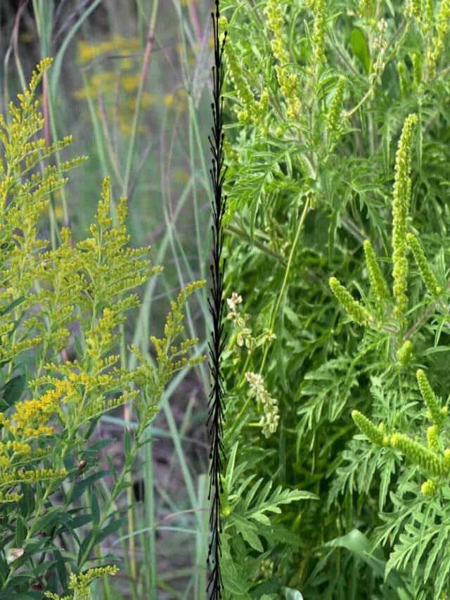 Know what ragweed looks like! Momcrieff