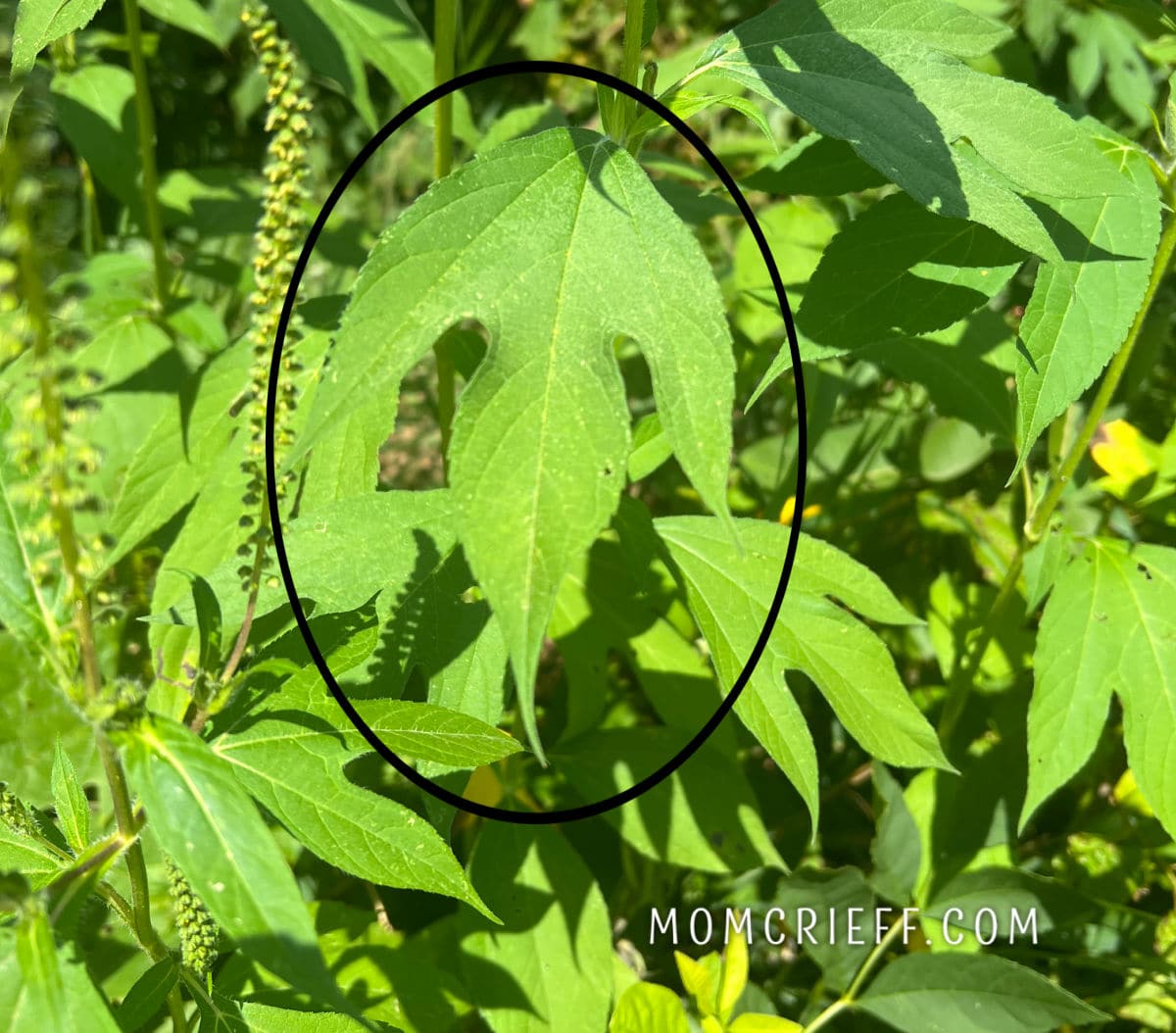 leaf of giant ragweed circled for attention.