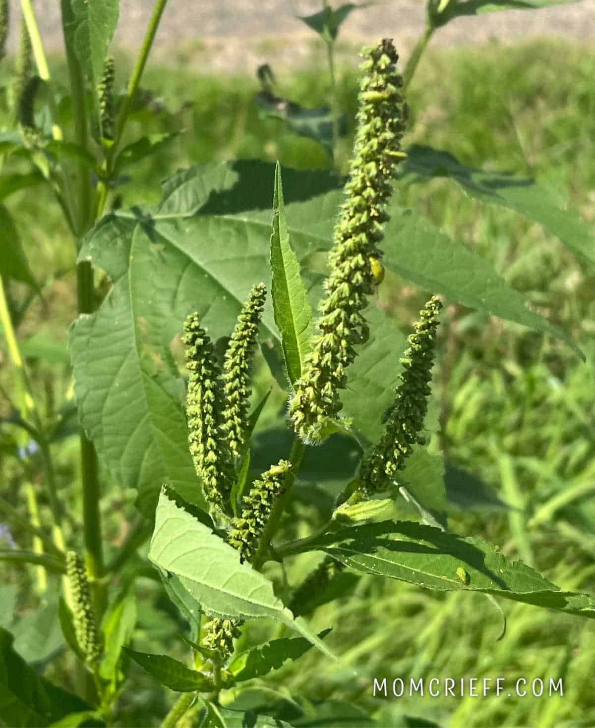 closeup of giant ragweed flower.