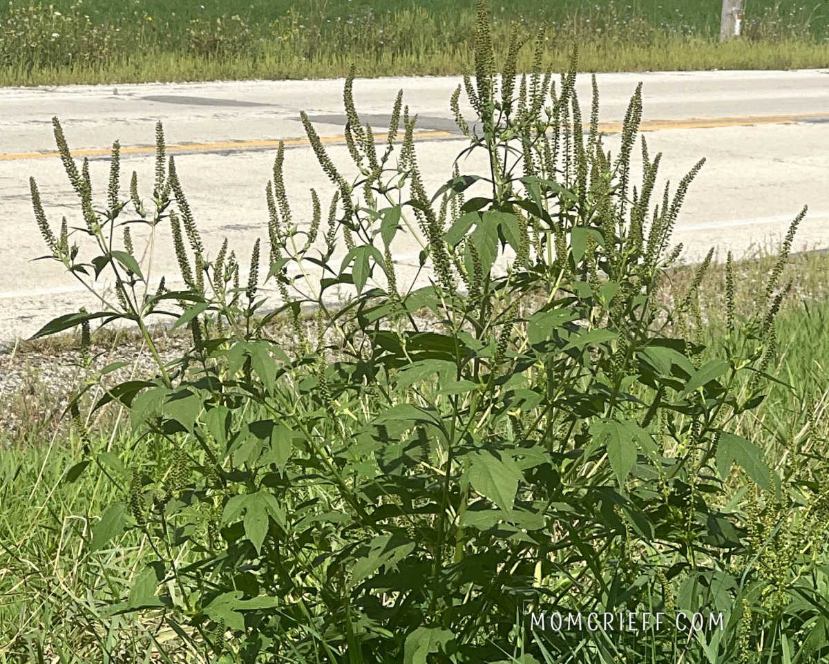 giant ragweed plant on side of road