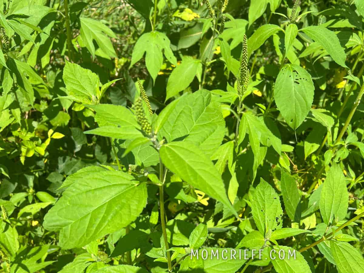 top down view of giant ragweed plant