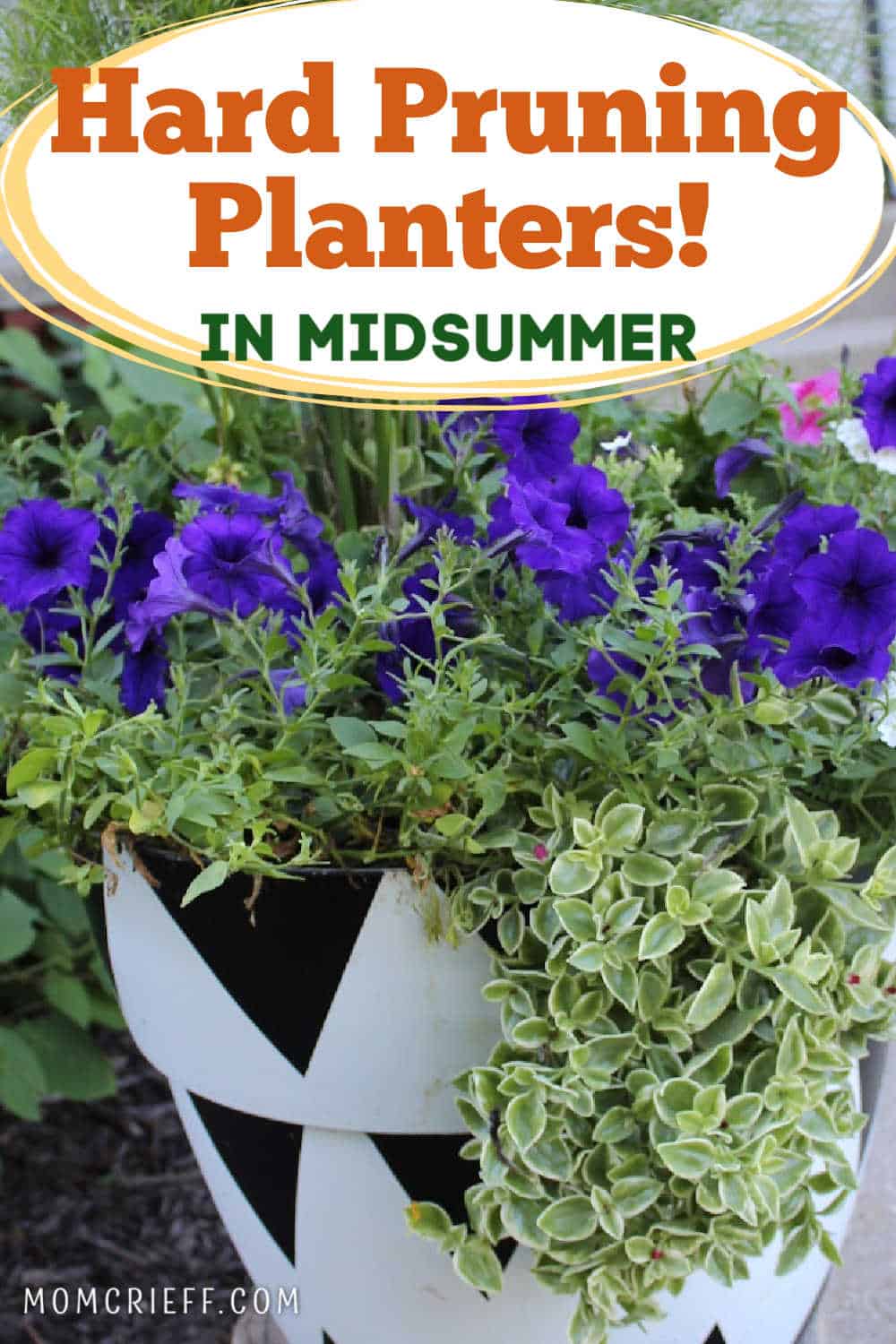 closeup of planter with purple petunias and a text overlay saying Hard pruning planters in midsummer