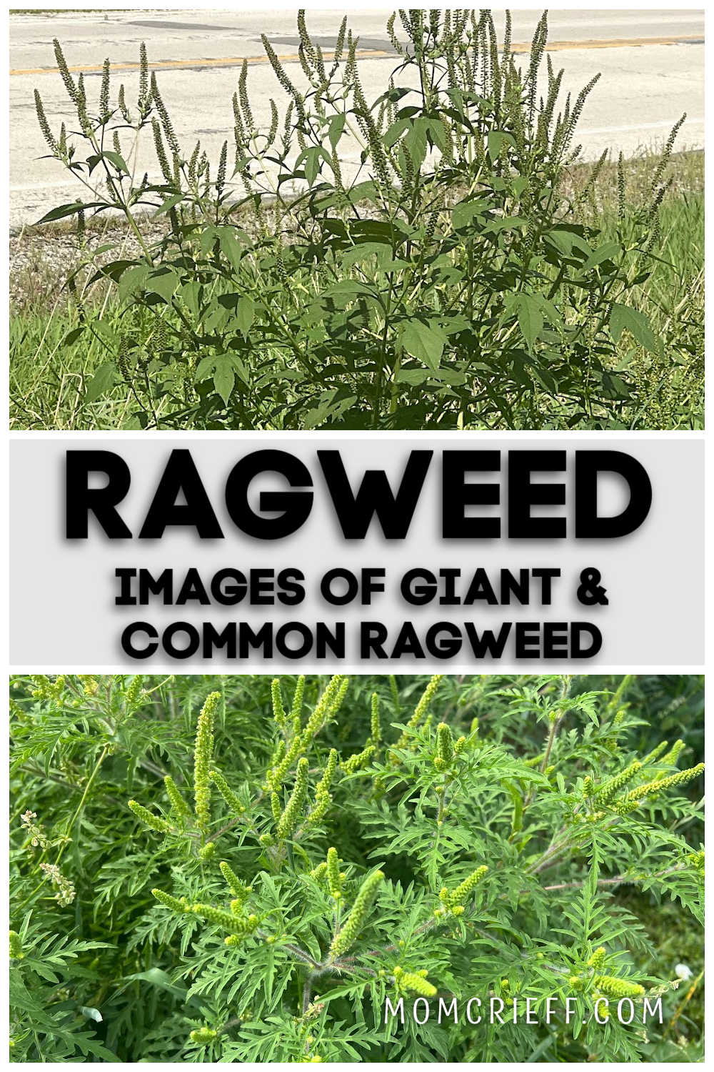 comparison of common and giant ragweed plants