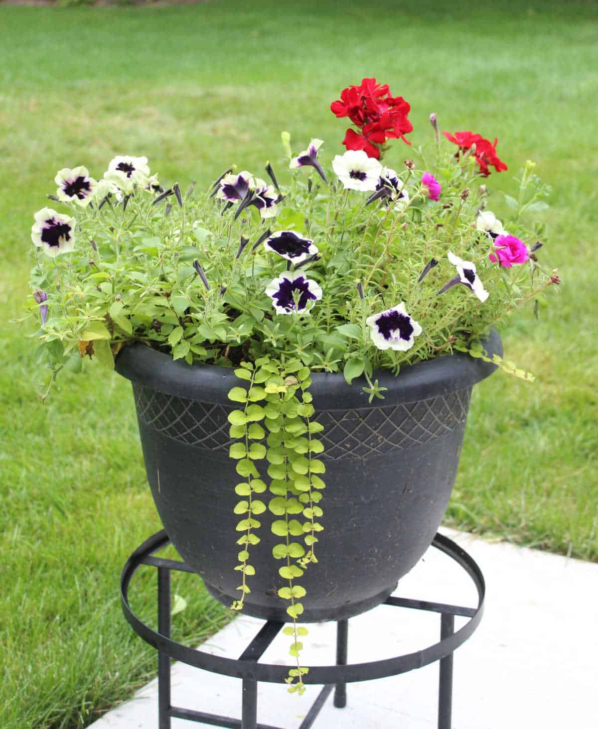 planter with red geraniums, purple petunias and creaping jenny