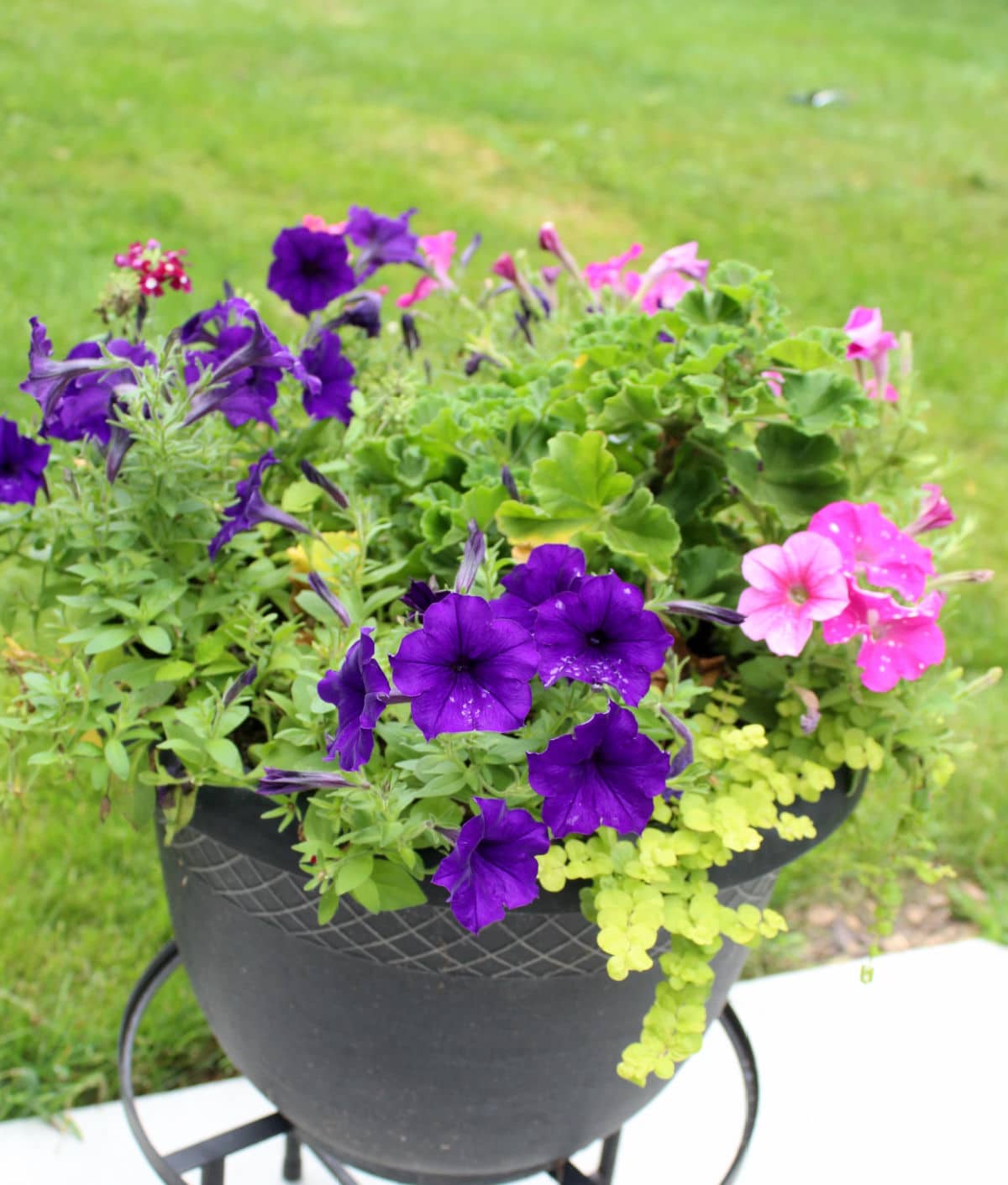 purple and pink geranium planter