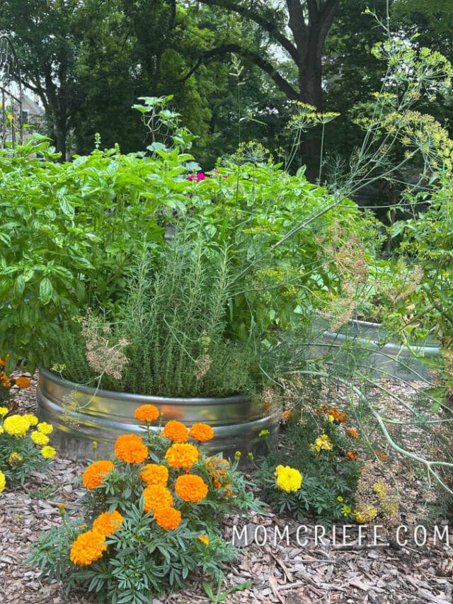 metal raised beds with marigolds around them.