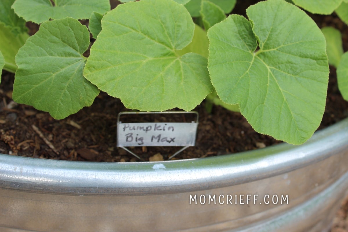 young pumpkin plants