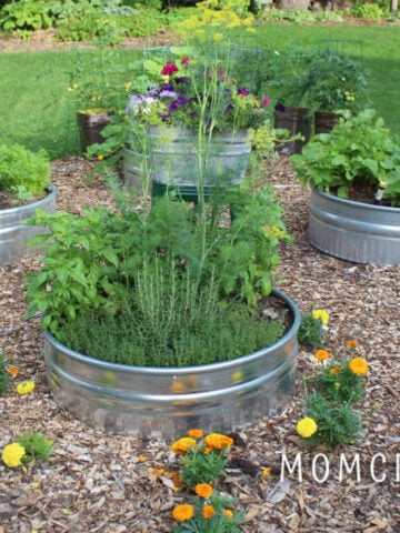 raised garden beds in metal fire pit rings