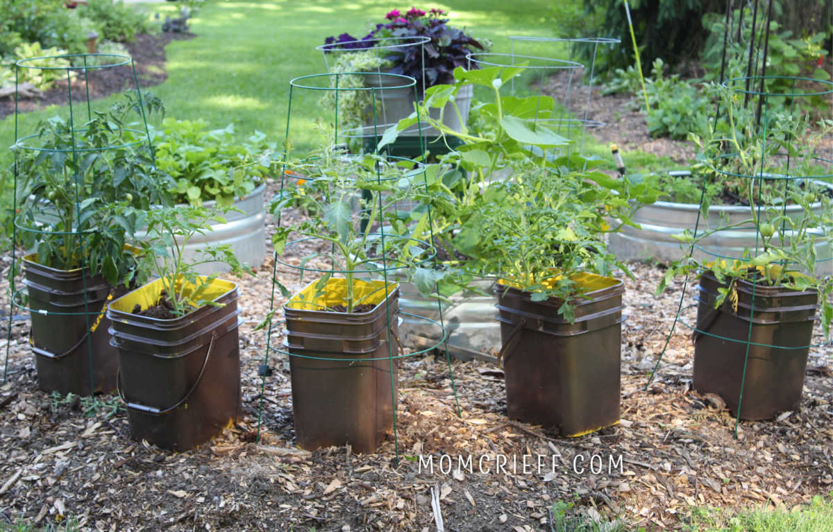 painted pails with tomato plants in them