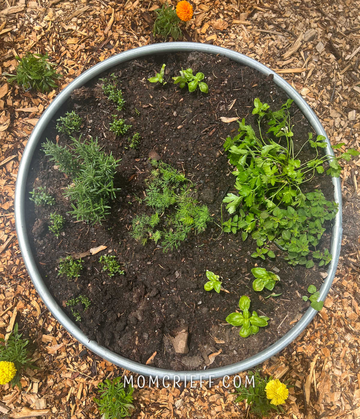 young herb garden raised bed