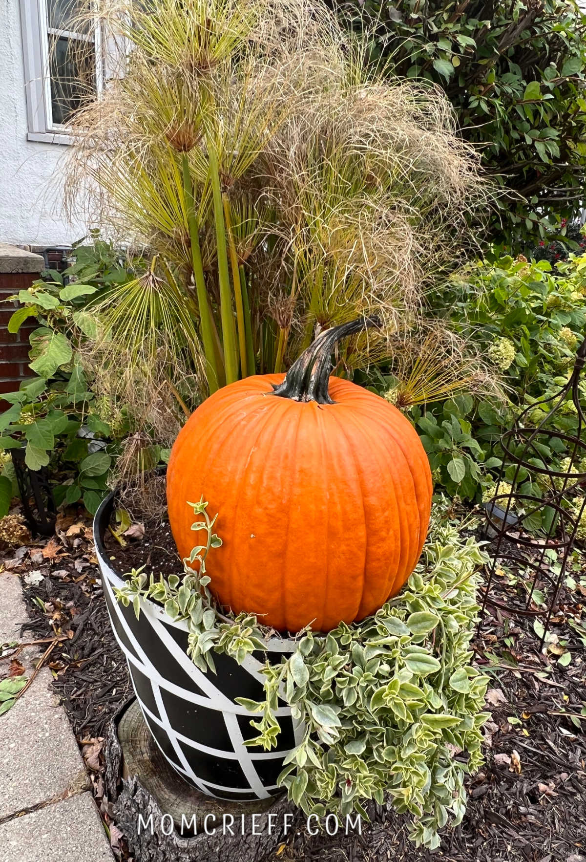 Front door planter with grasses and draping plant