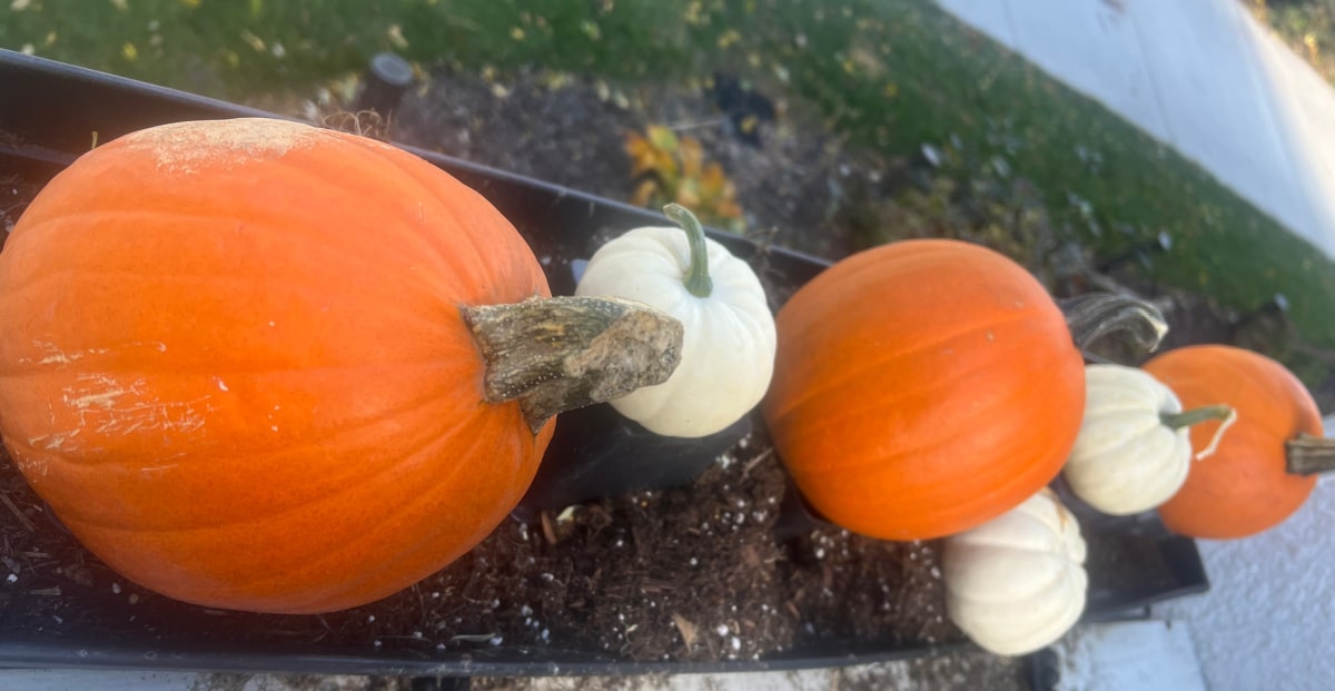 pumpkins placed on nursery pots to elevate them and keep them from rotting on the soil.