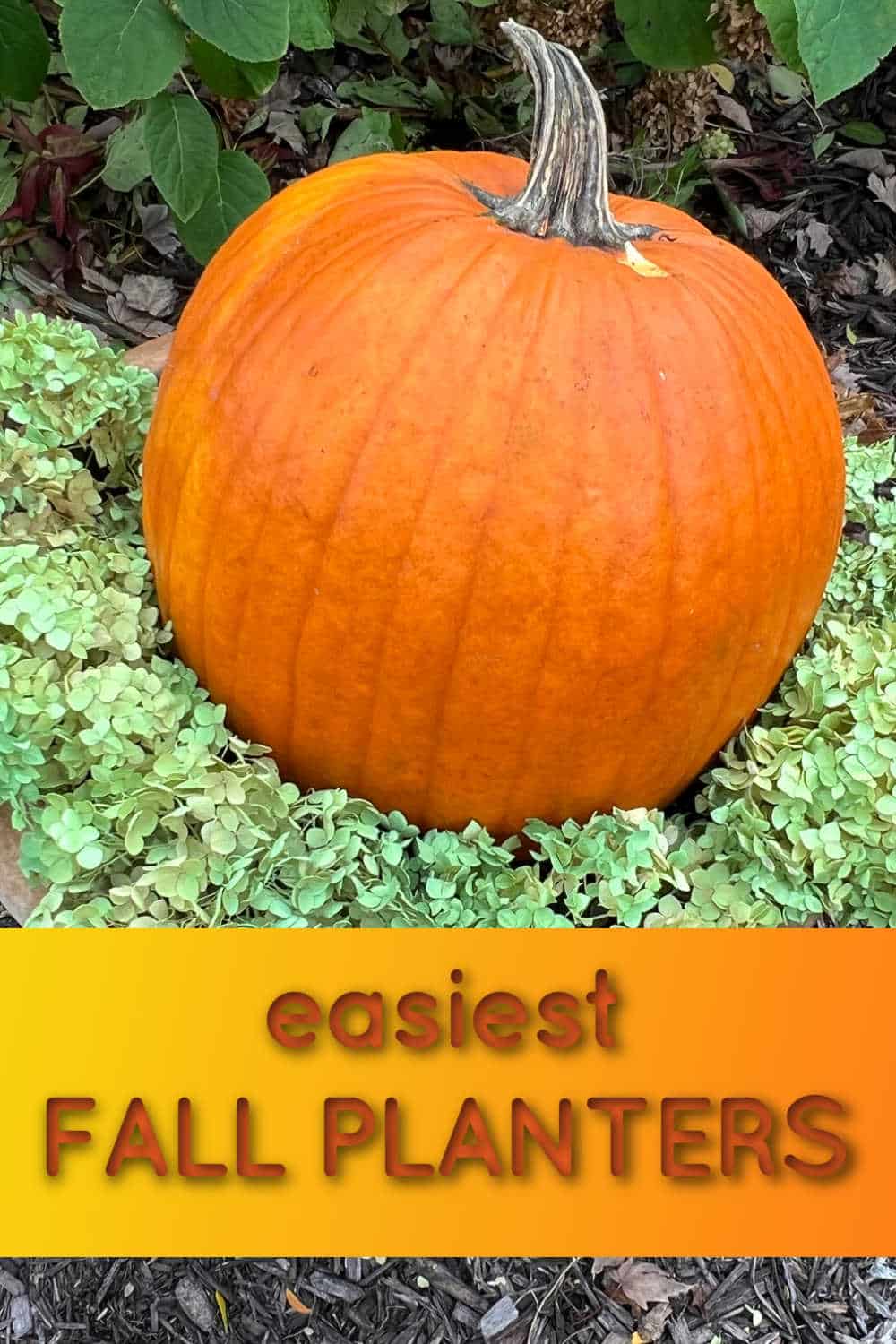 pumpkin on green hydrangeas with text overlay stating easiest fall planters