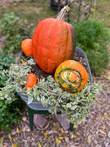 fall planter with pumpkins in laundry wash tub