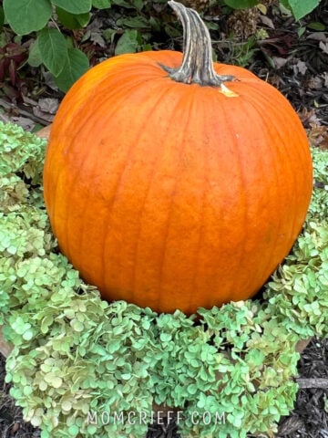 large pumpkin surrounded by dry light green hydrangeas